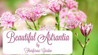 Astrantia flowers [upl. by Pallaton]