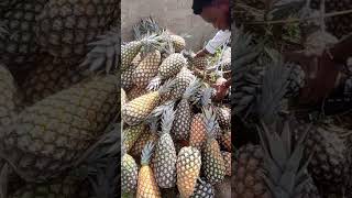 We are still supplying fresh fruits Wisemen AgriCare Limited we are still the pineapple people [upl. by Notelrahc]