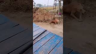 Dog vs Monkey fight 💪comedy subscribe Bong soumyajit Aquarium [upl. by Haneekas]