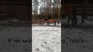 cneᴅɪᴛᴢ horse кони лошади equestrian horsing лайк pony лошадь horseing [upl. by Neiv488]