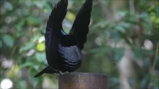 Victorias Riflebird  Bird of Paradise  Dance [upl. by Conan379]