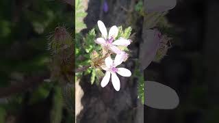 Flower with Indian song  British Columbia kannada flowers trending nature shorts virallove [upl. by Adest]