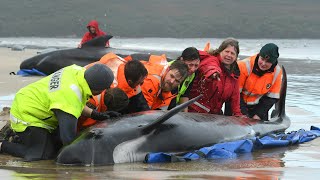 Drama um gestrandete Wale in Tasmanien  AFP [upl. by Tawsha828]