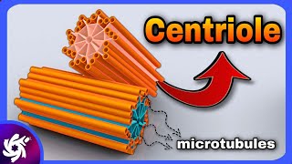 centriole in 3 Minutes  structure and function [upl. by Einnol]