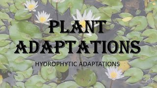 Plant Adaptations  Hydrophytic adaptations morphological anatomical and physiological HPU [upl. by Eimaraj64]