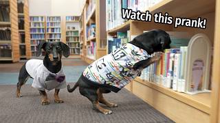 Ep 5 The Dogs Go to The Library  Cute amp Funny Dachshund Video [upl. by Eward]