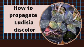 How to propagate Ludisia discolor [upl. by Alleira]