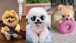 Teacup Pomeranian Compilation 🔴 Mini Pomeranian Tiktok Compilation  2022  100 Clips [upl. by Eelyab]