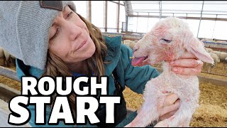 This may be the roughest start of lambing season ever😔  Vlog 677 [upl. by Nosittam]