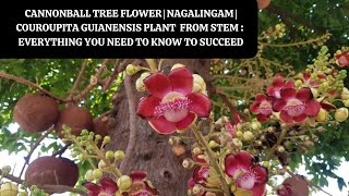 Cannonball Tree  Nagalingam  Couroupita guianensis Plant from stem  Everything You Need [upl. by Sivatnod]