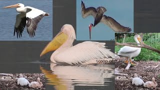 Best Moments of Pelican Birding Great White Pelican Pelecanus onocrotalus [upl. by Yentihw46]