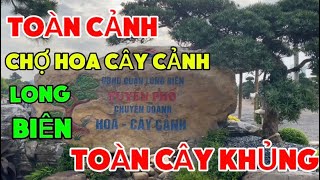 Toàn Cảnh Chợ Hoa Cây Cảnh Long Biên Toàn Cây Khủng Nhất Việt Nam [upl. by Nolie707]