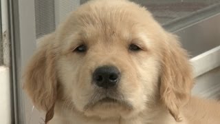 Amazing Animal Facts Golden Retrievers [upl. by Constantine]