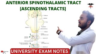 Anterior Spinothalamic Tract  Ascending Tracts  Spinal cord  CNS Physiology [upl. by Gibb]