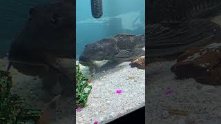 My Pet Pleco Fish Common Plecostomus Pterygoplichthys Pardalis Hypostomus Suckermouth Catfish [upl. by Toland]