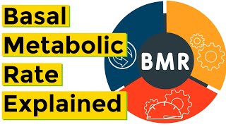 Basal Metabolic Rate BMR Explained [upl. by Aisnetroh]