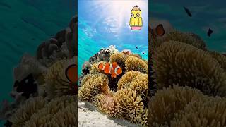 Penny Pencils Brain Boost ep15 Clown Fish with Partner ocean facts education learning [upl. by Ellocin]