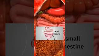 How to digestive system work3D animationviralshortsshortsfeeds [upl. by Hevak]