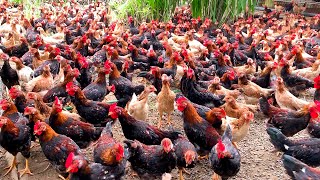 Free Range Chicken Farming  Feeding 1000 Native Chickens [upl. by Solitta]