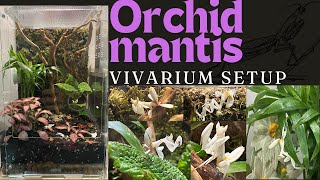 General Life of an Orchid Mantis 2 [upl. by Eynahpets]