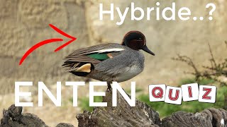 Enten und ihre Hybride  Vogelquiz Folge 38 [upl. by Lein525]