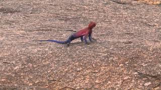 Agama Lizard [upl. by Nesta]