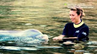 Explore Discovery Cove with Travel Expert Julia Dimon  Discovery Cove® [upl. by Marilou706]