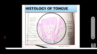 HISTOLOGY OF TONGUE [upl. by Aihseyn222]