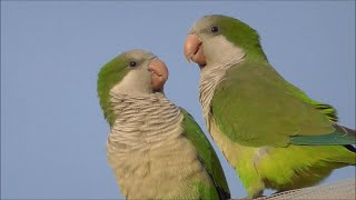 Cotorra argentina Myiopsitta monachus Monk Parakeet [upl. by Anirehtak]