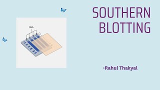 SOUTHERN BLOTTING  BSc ZOOLOGY  BIOTECHNOLOGY [upl. by Bussy]