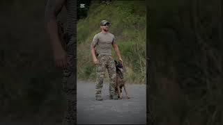 k9 dog tactical dogsoftiktok trending dogtrainer [upl. by Geilich414]