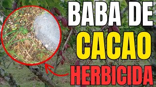 HERBICIDA Orgánico CASERO con BABA de CACAO ¿Realmente Funciona [upl. by Lynde]