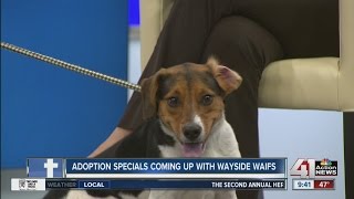 Adoption special coming up at Wayside Waifs [upl. by Ricard]