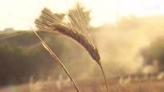 Storie e persone il grano siciliano [upl. by Akinom809]