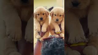 Golden Retriever pups available in Maharashtra doglovers pets dogs cute goldenretriever viral [upl. by Shum384]