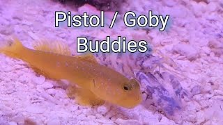 Pistol Shrimp amp Watchman Goby pair Nano reef build [upl. by Anirdna]