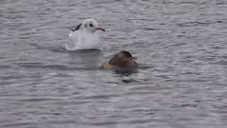 Little Grebes shadowed by BlackHeaded Gulls [upl. by Yelrebma]