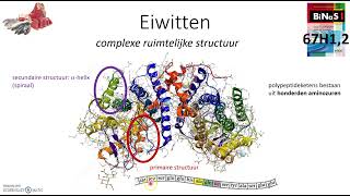 Eiwitten [upl. by Ormond]