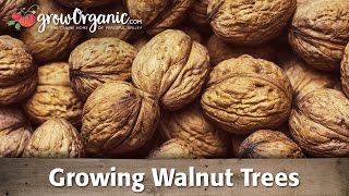 Growing Organic Walnut Trees [upl. by Ttelrahc]