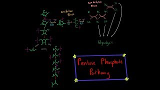 Pentose Phosphate Pathway EVERYTHING YOU NEED TO KNOW BIOCHEMISTRY MCAT [upl. by Assyli]