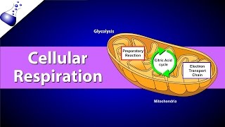 Cellular Respiration [upl. by Osborne]