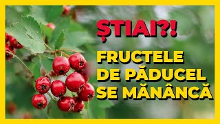 Ceai de paducel 🍵 Paducel beneficii  Tinctura de paducel [upl. by Farnham]