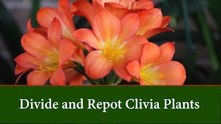 How to Divide and Repot Clivia Plants [upl. by Megen522]