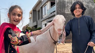 Bakra Eid Mubarak🐐  First Day Celebration🎉 MUSATANVEER [upl. by Haneehs]