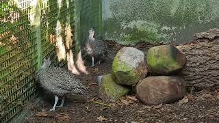 A pair of Elegant crested tinamou [upl. by Fitzger142]