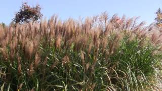 Miscanthus sinensis Rotsilber [upl. by Elyad38]