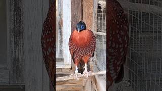 bażant tragopan tyminek samiec i samica birds animals aviary pheasant tragopan temminckii [upl. by Nujra]