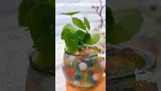 Mini Plant Home Decor ideas 🪴 homedecor indoorplants happiness showpiece gardening diy [upl. by Franciska]