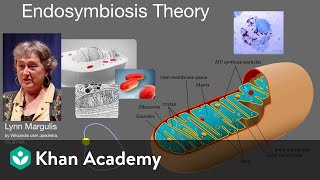 Endosymbiosis theory  Cell structure and function  AP Biology  Khan Academy [upl. by Revilo515]