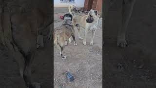 TACİ BABA VE NAZO akbaş kangal anadoluaslanı çobanköpeği kangaldog köpek animals pitbull [upl. by Dannye147]